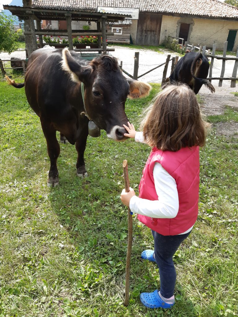 Azienda Agricola Malga Casine di Rivetta Cristian foto 6