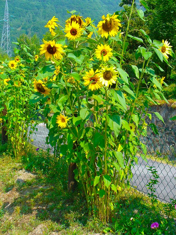 B&B Il Girasole foto 1