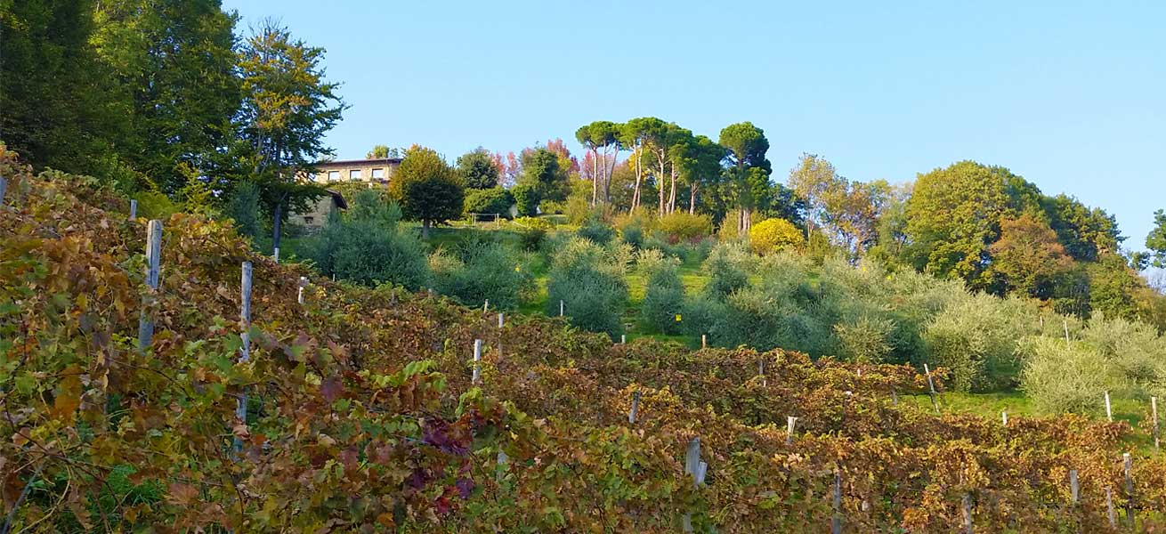 Agriturismo San Genesio foto 1