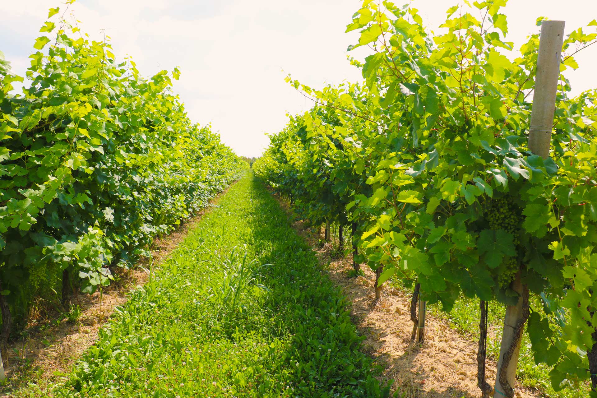 Azienda Agricola Casonato Daniele foto 2