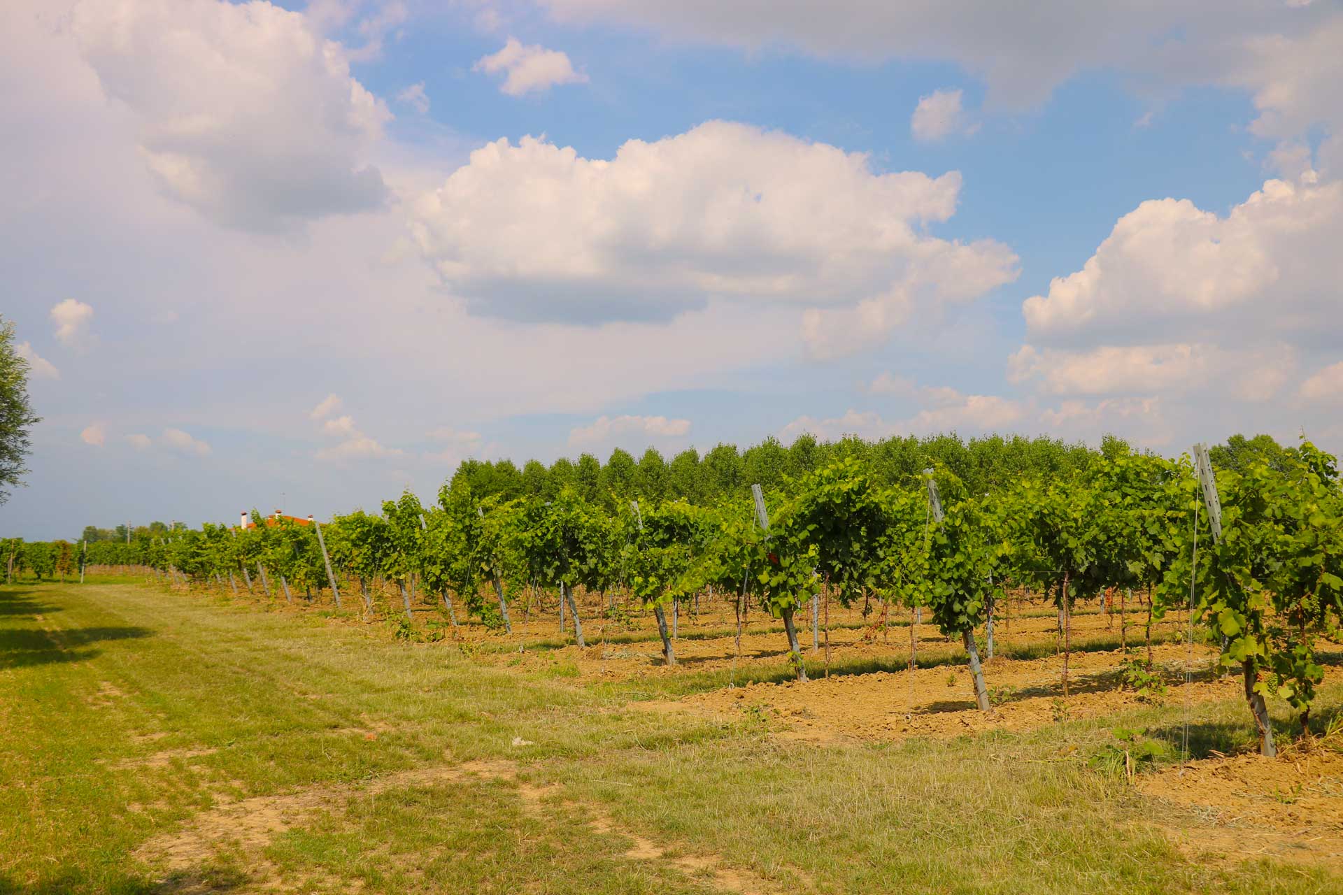 Azienda Agricola Casonato Daniele foto 4