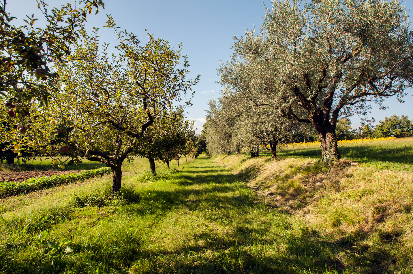 Agriturismo Cascina Canova Di Verdi Adriano foto 1