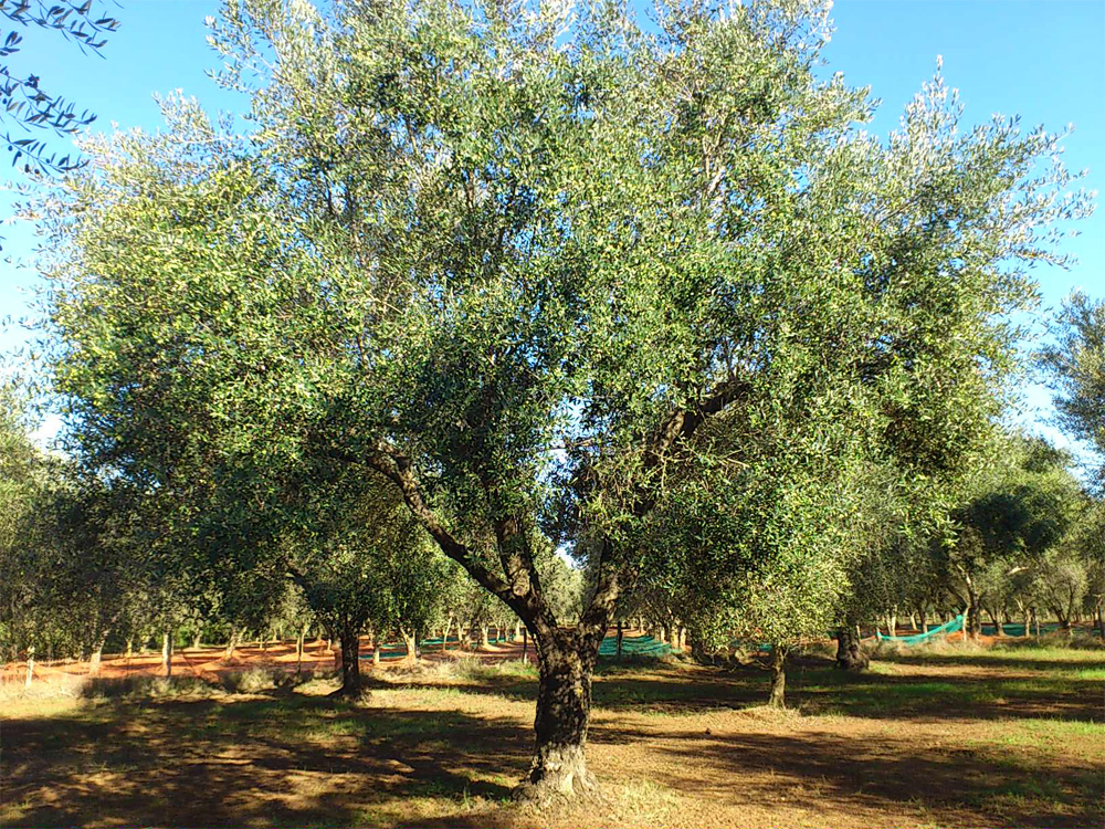 MASSERIA CAPORELLI B&B azienda agricola foto 1