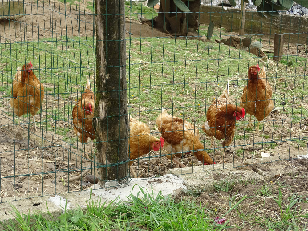 MASSERIA CAPORELLI B&B azienda agricola foto 4