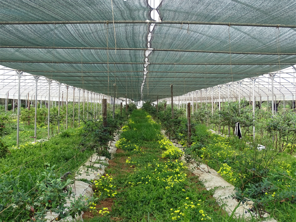 MASSERIA CAPORELLI B&B azienda agricola foto 5