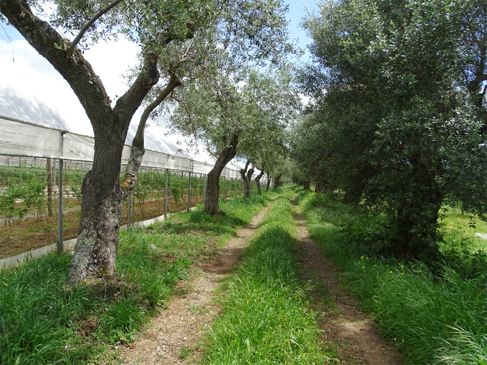 MASSERIA CAPORELLI B&B azienda agricola foto 6