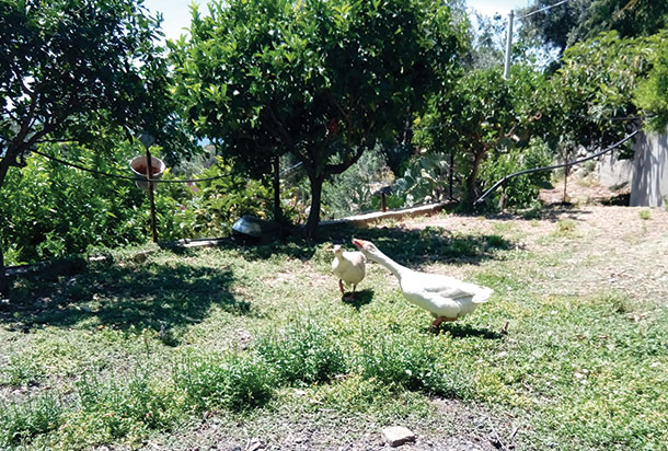Agriturismo Mille Sapori foto 1