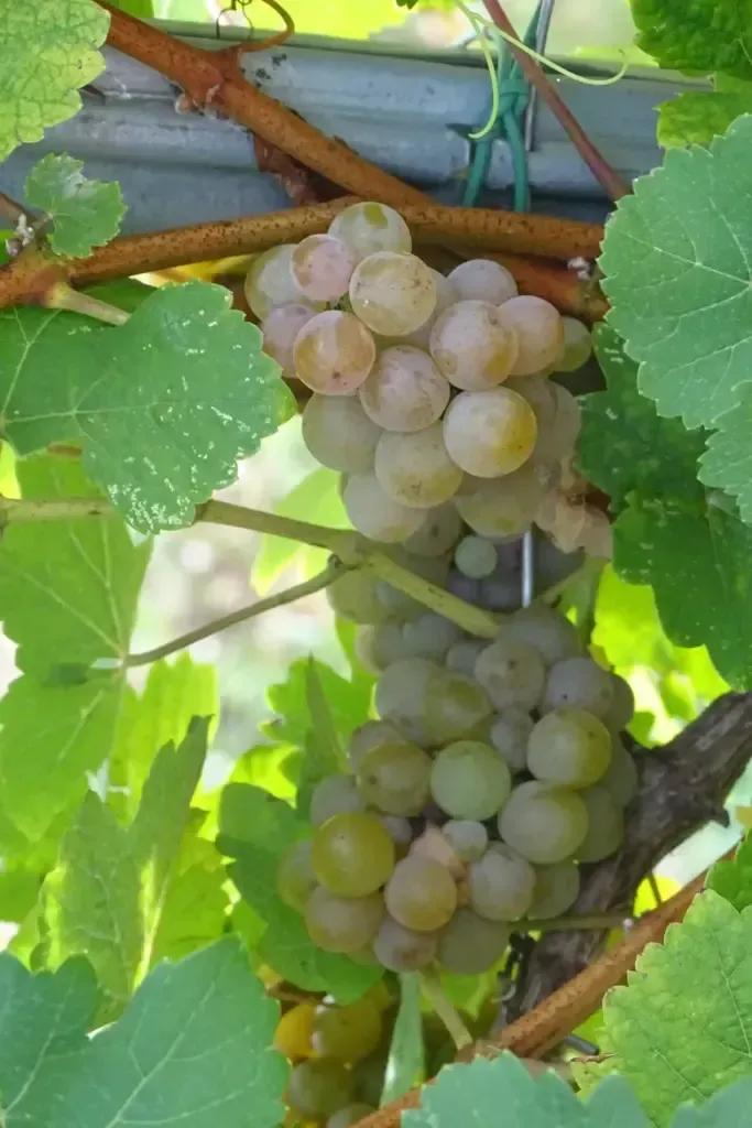 Azienda Vitivinicola Mulin di Mezzo foto 3