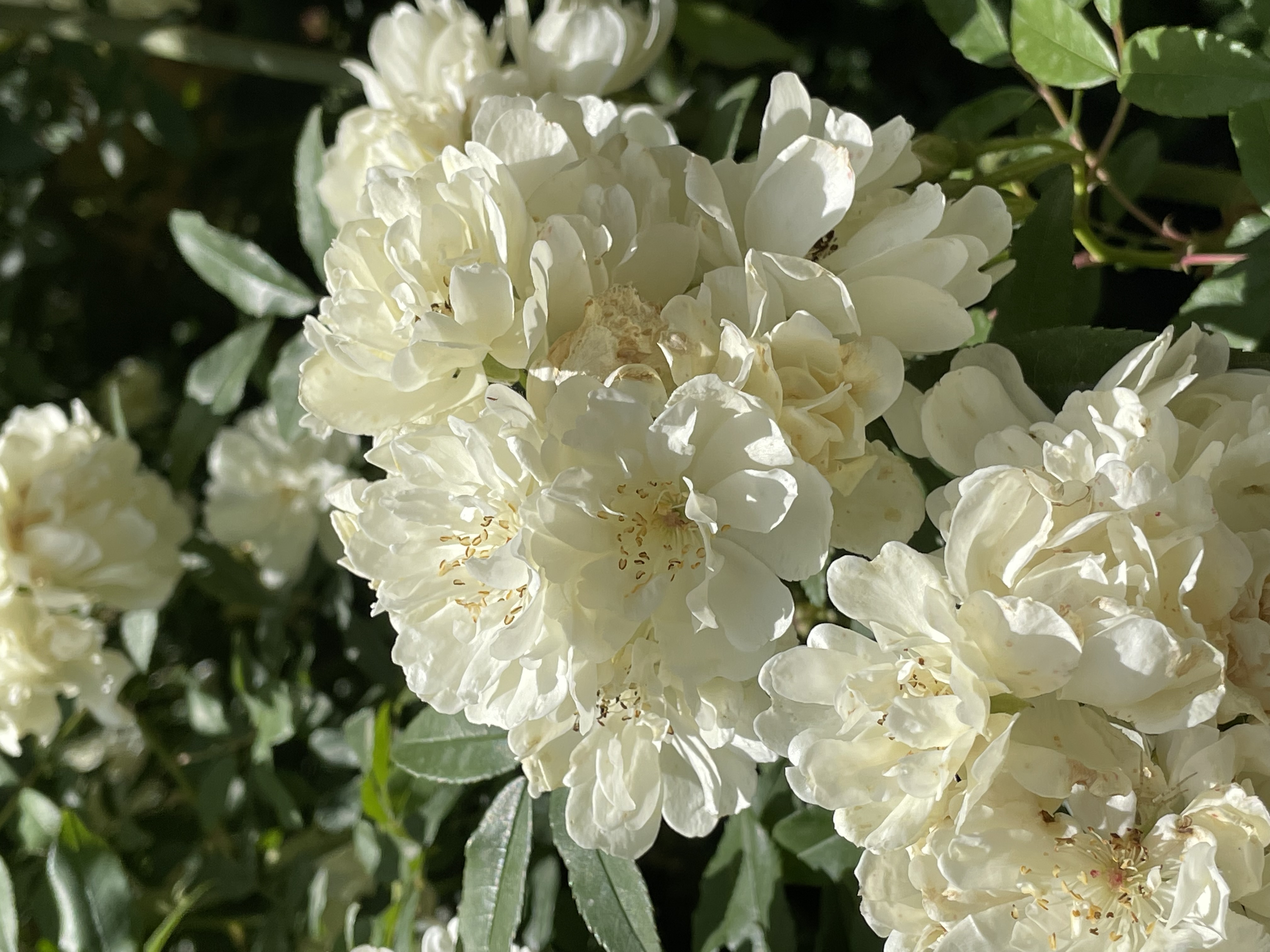 Home Sweet Home foto 3