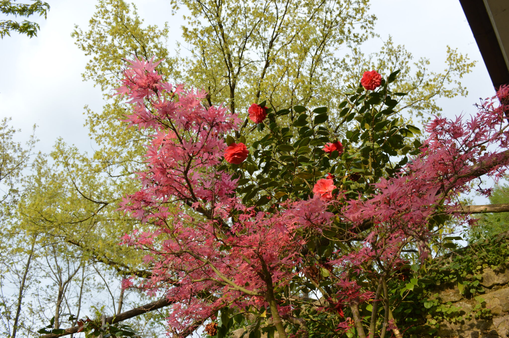 Bed and Breakfast Casa Rosella - Country House foto 6