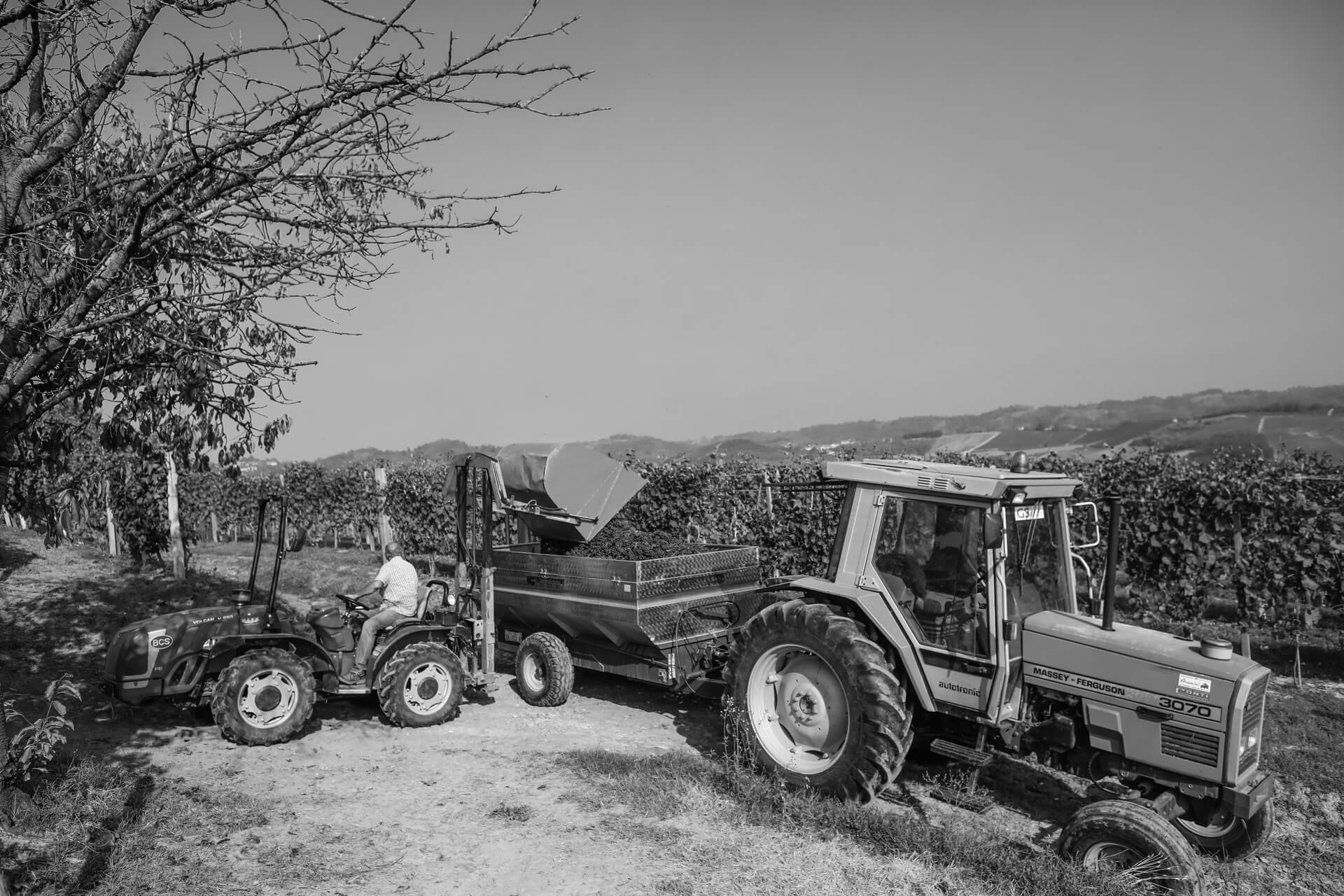 Agriturismo Pianchè foto 5