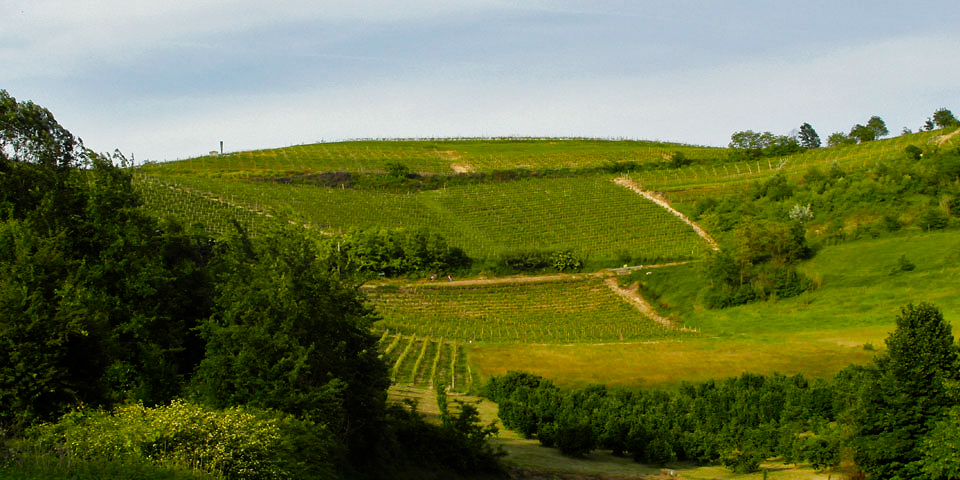 Cantina Sociale di Antignano e di San Martino Alfieri foto 5