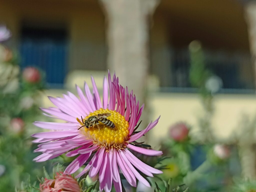 Agriturismo b&b La Cinciallegra foto 2