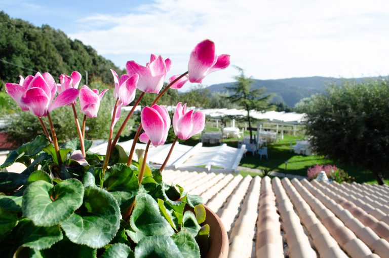 Agriturismo San Nicodemo Mammola foto 6
