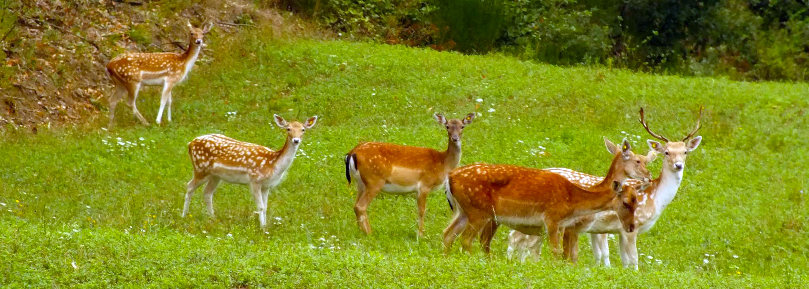 Agriturismo Fattoria Santarelli foto 3