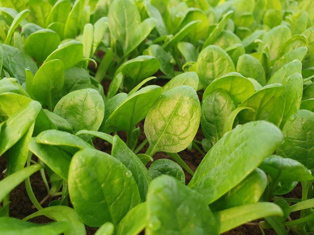 azienda agricola Paniccià di Paniccià Fabrizio foto 6