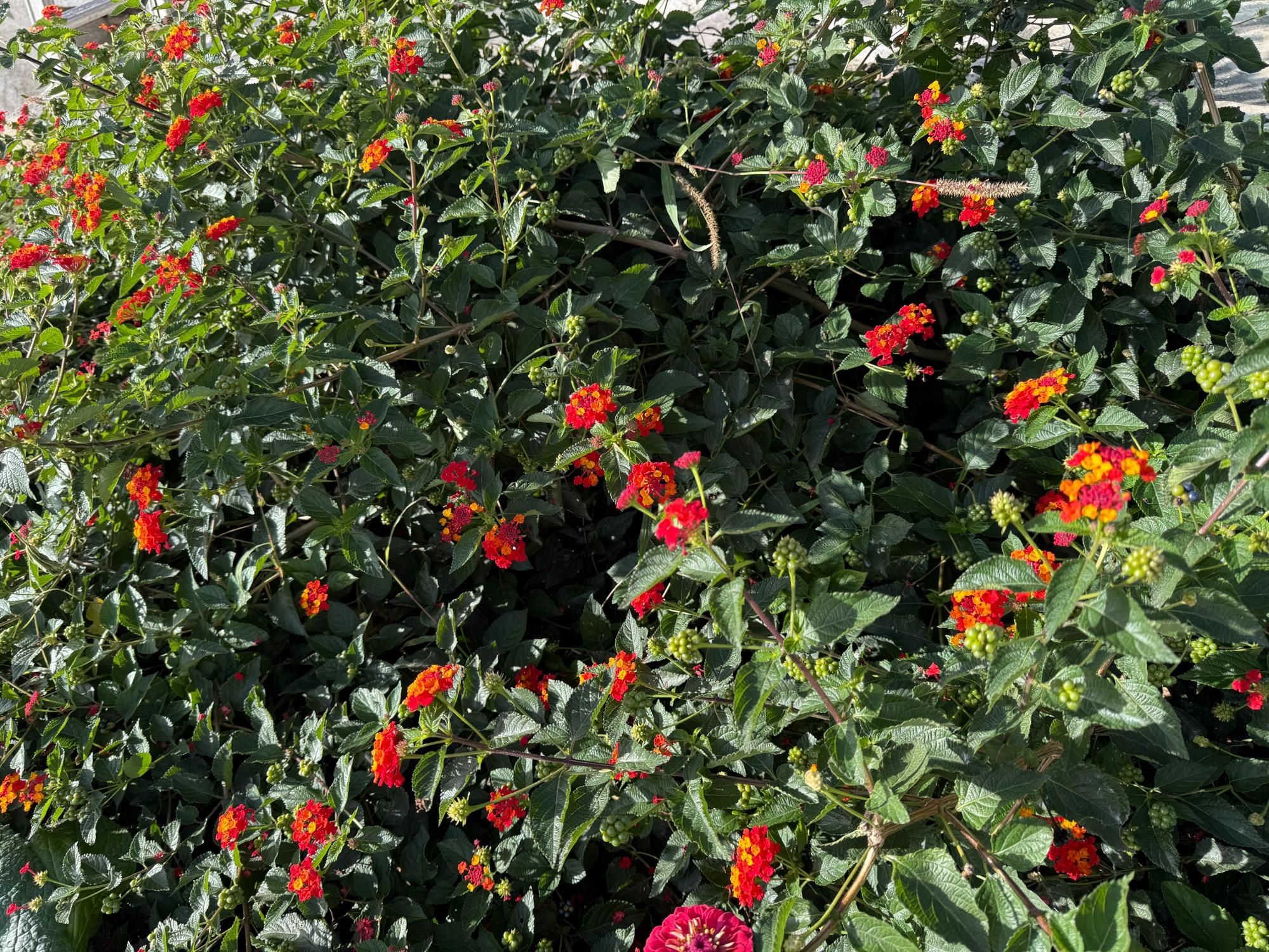 Giardini Hurz® foto 4