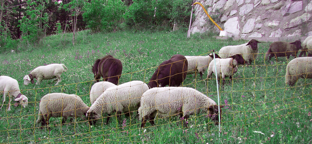 Agriturismo Lo Ratele foto 2