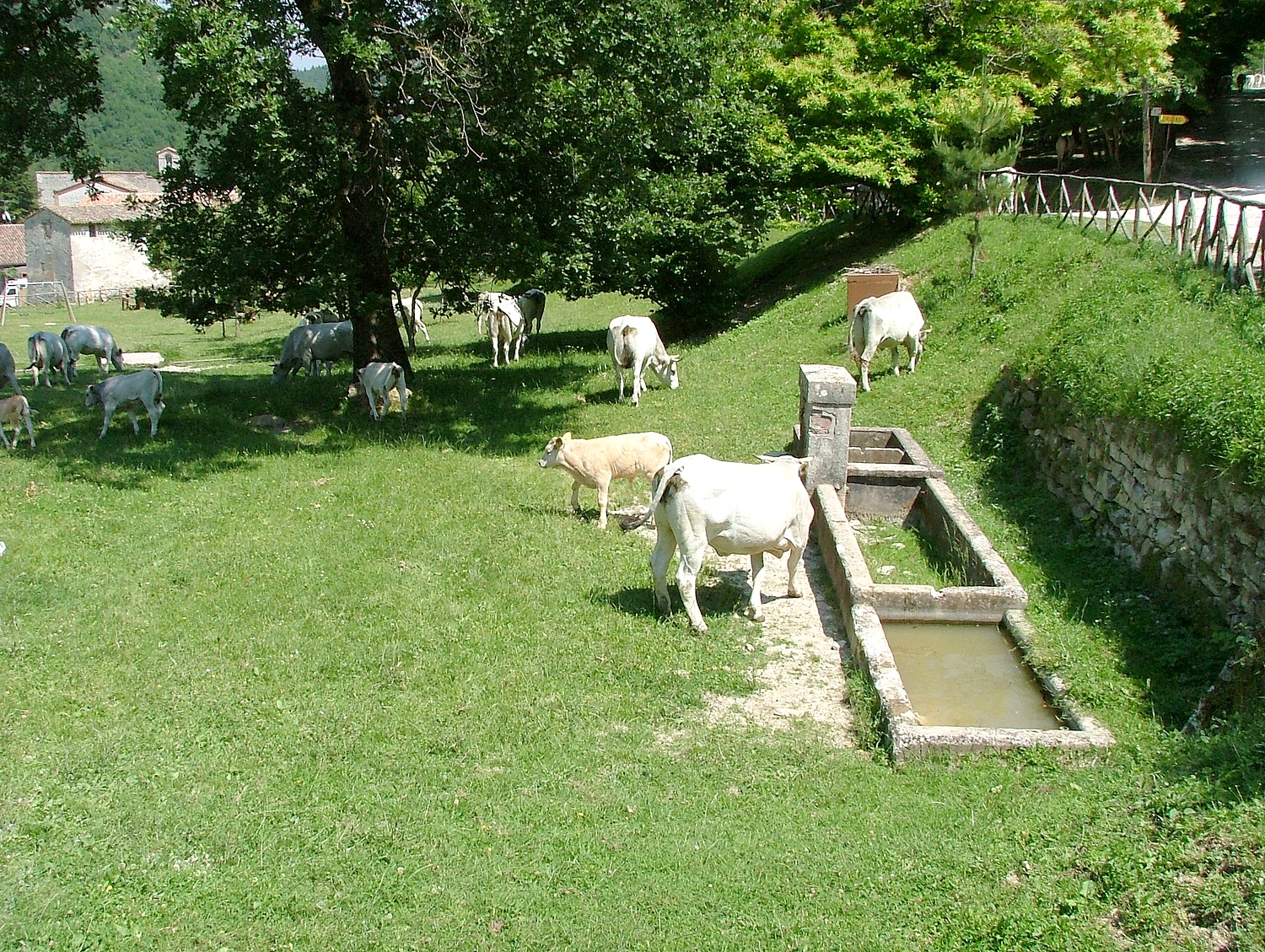 Il Ristorante dell'Abbazia foto 2