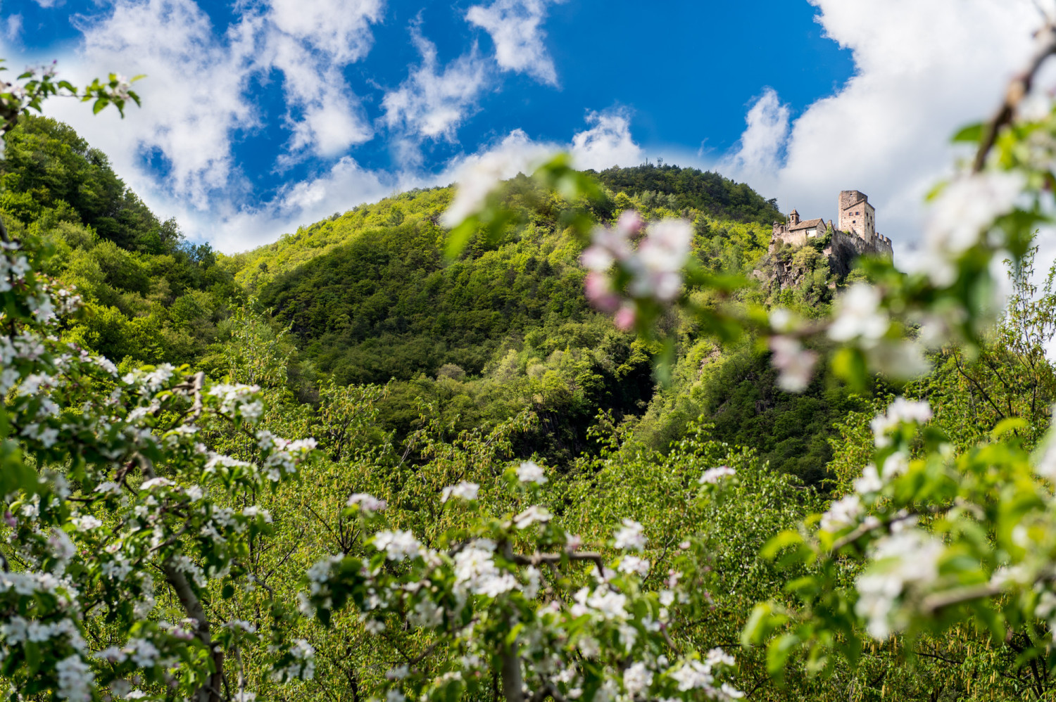 Schloss-Hof foto 6