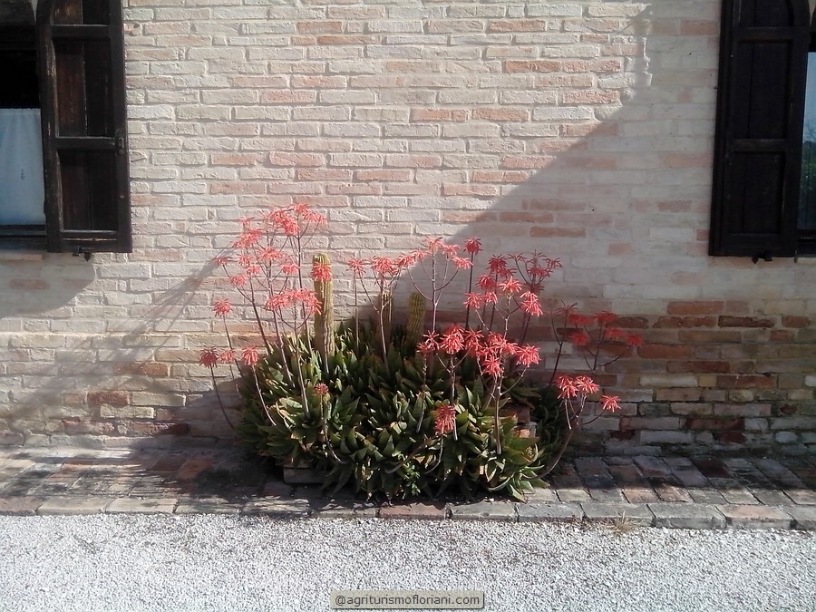 Agriturismo Floriani foto 3
