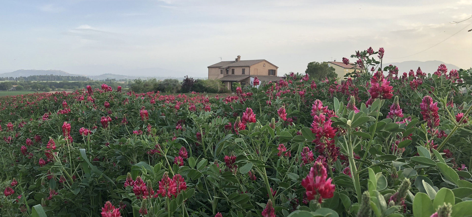 AGRITURISMO IL CONFINE - Treia - Marche foto 4