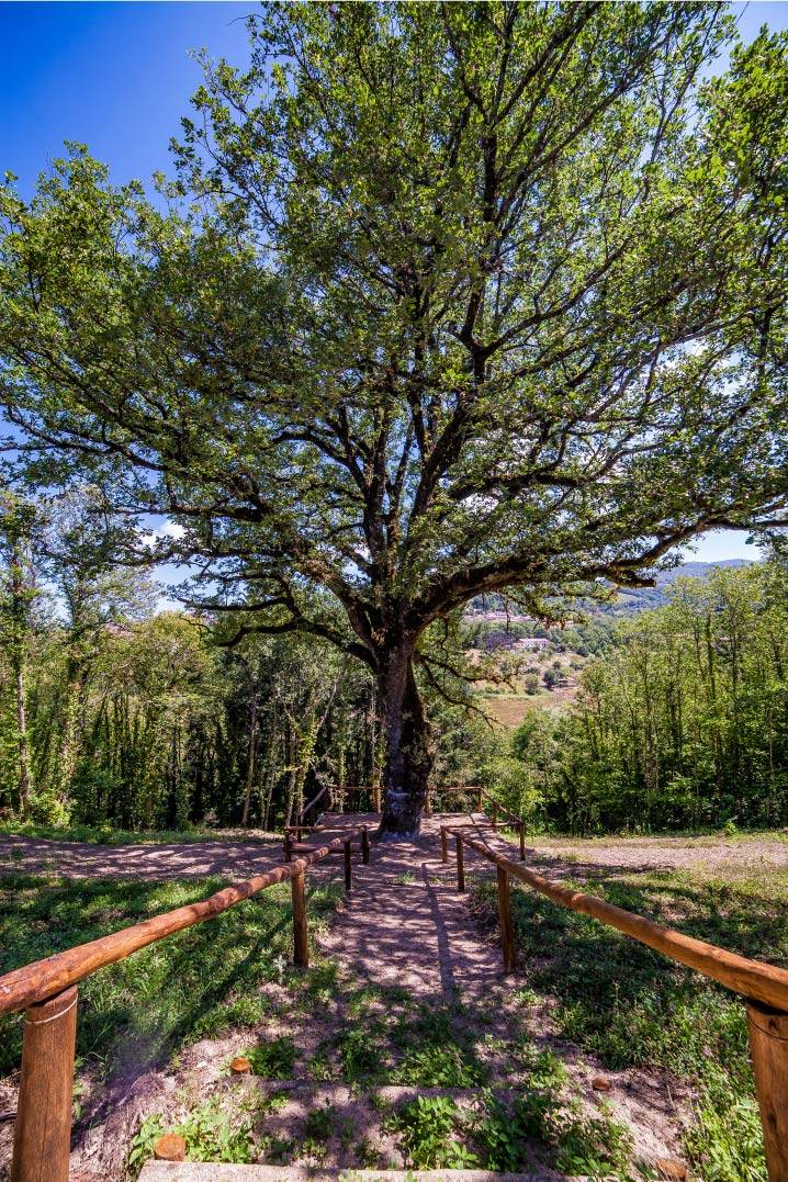 Casa sull'albero foto 6