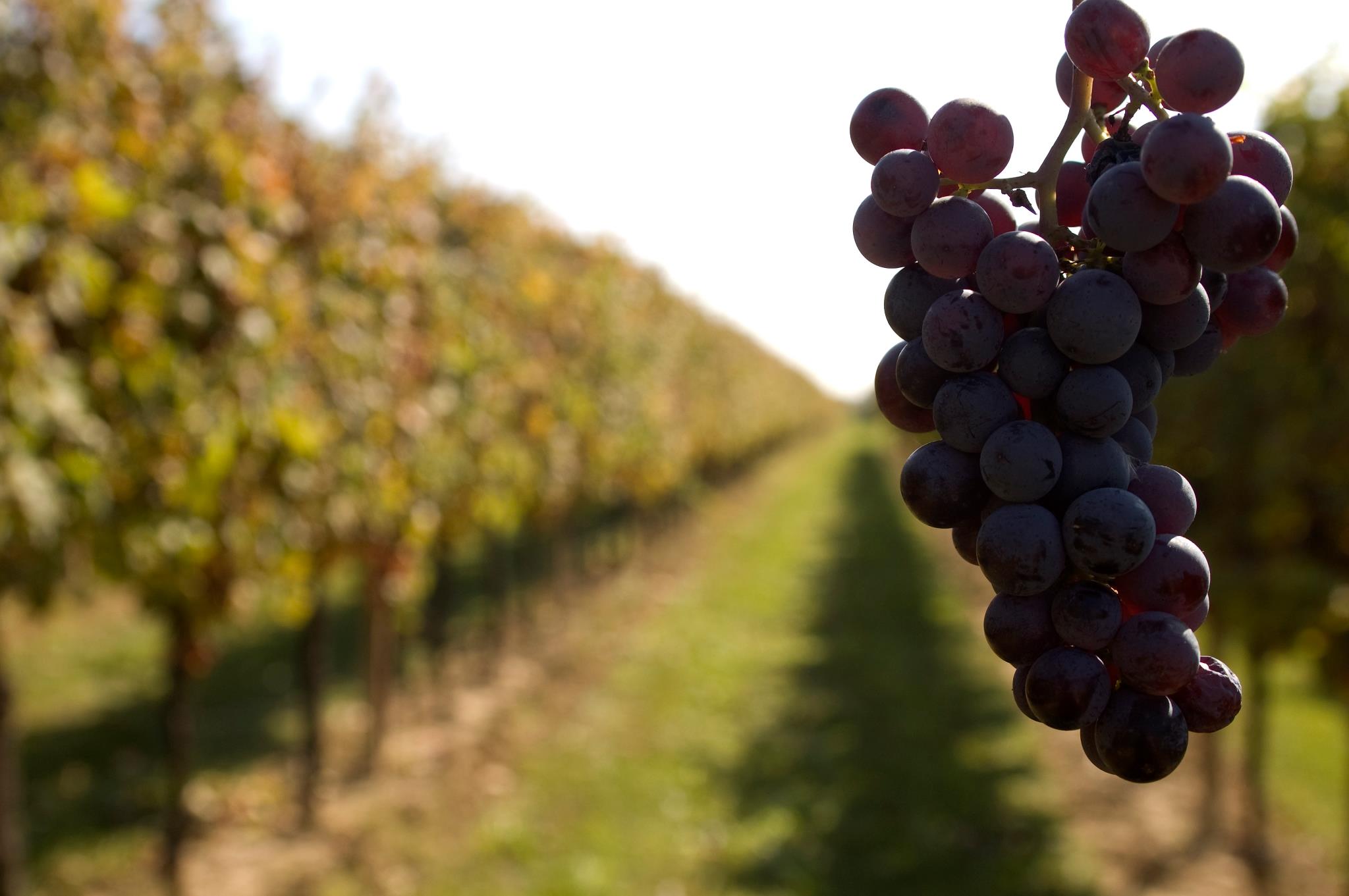 Azienda vitivinicola Ballaminut, B&B foto 1