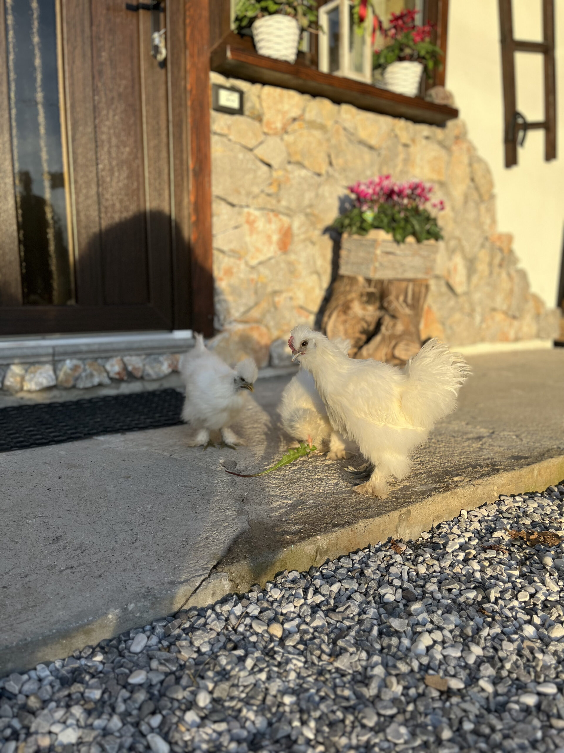 B&B Mon Amour foto 1