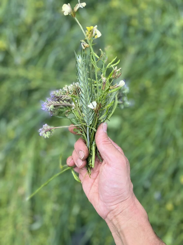 Azienda Agricola "L' Orto che fa la differenza"s.s foto 1