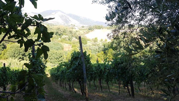 Agriturismo Colle Sant'Angelo foto 4
