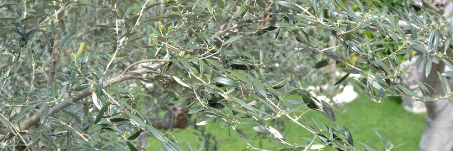 Il Giardinotto Bed&Breakfast foto 5