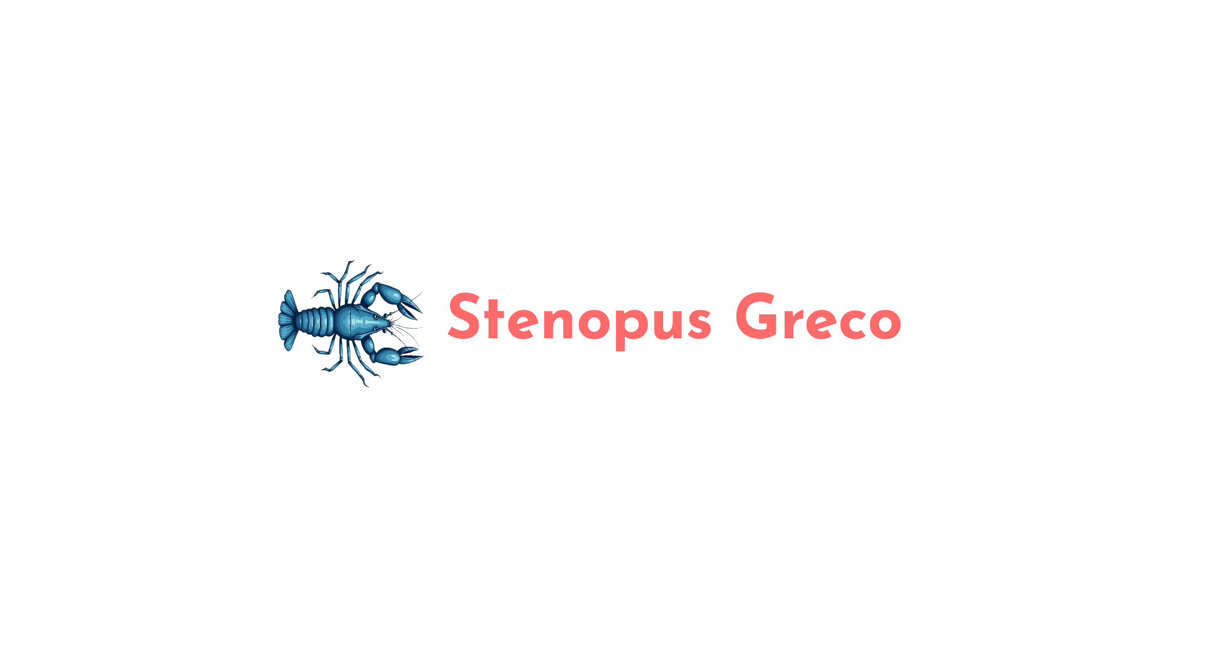 Stenopus Greco foto 1