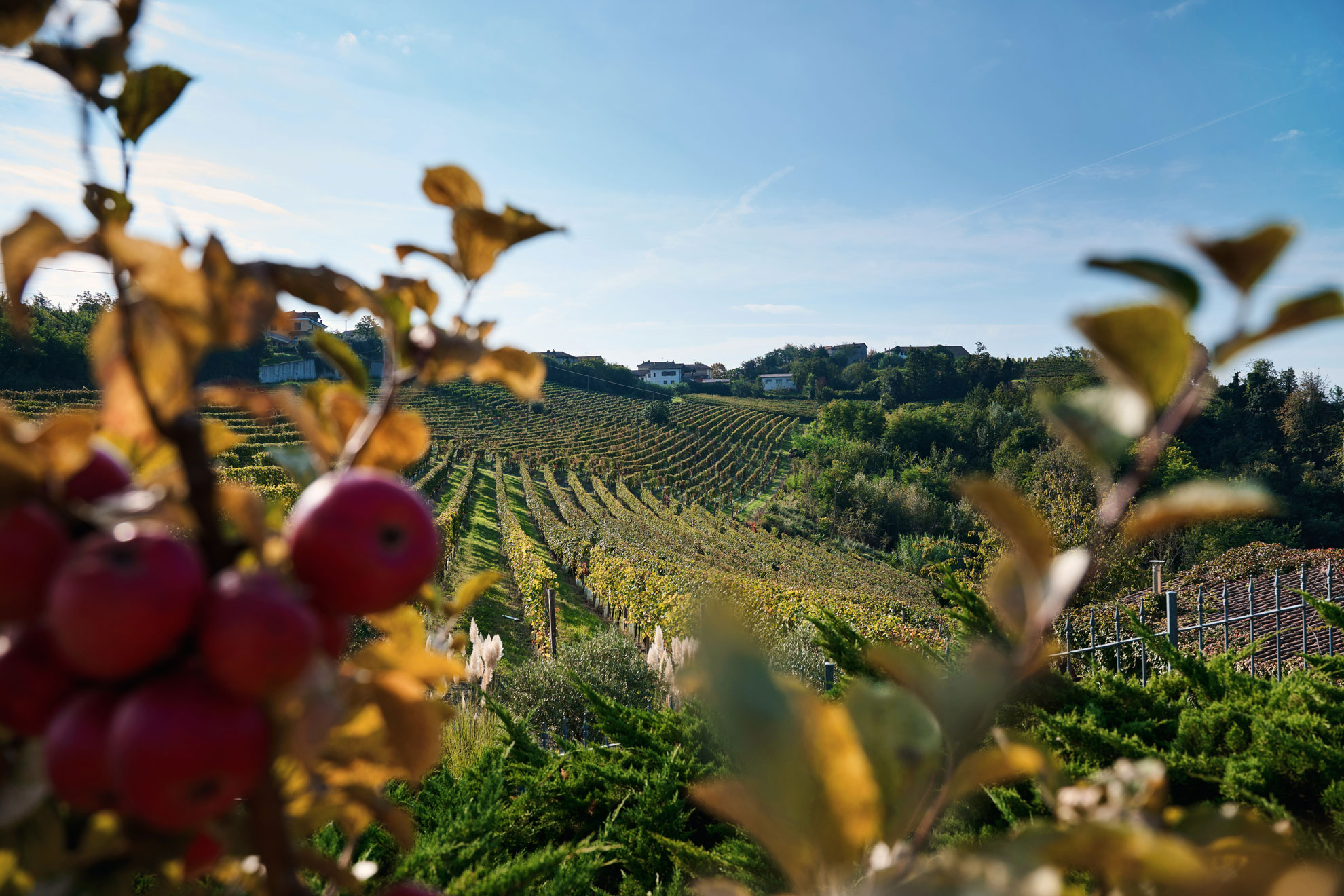 Azienda Agricola Cascina Christiana S.s. foto 4