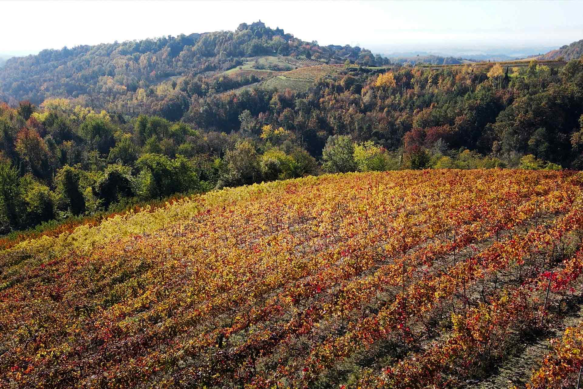 Azienda Agricola Pianfiorito foto 1