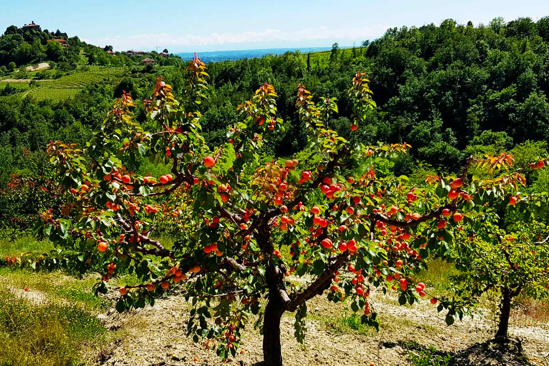 Azienda Agricola Pianfiorito foto 2