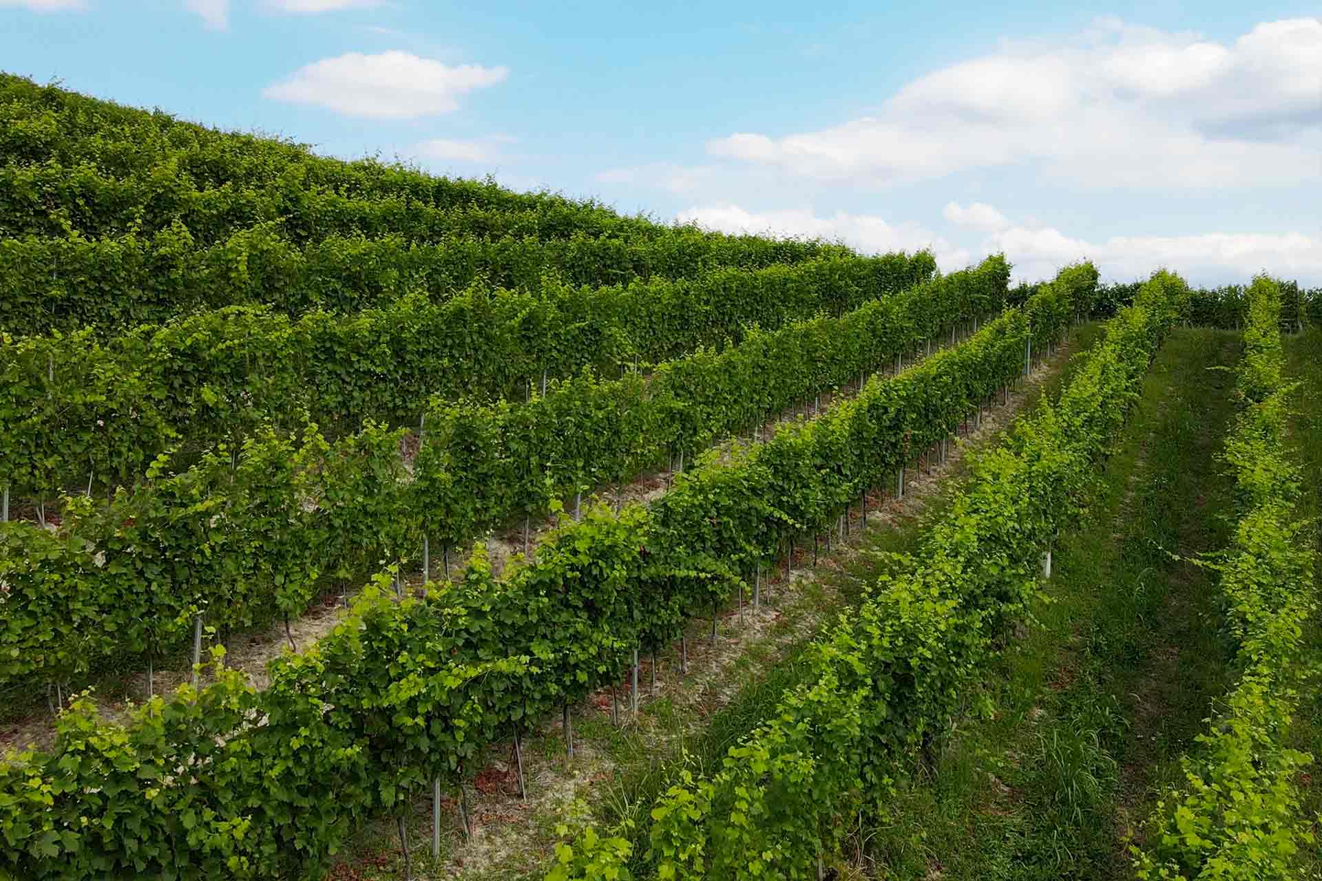 Azienda Agricola Pianfiorito foto 5