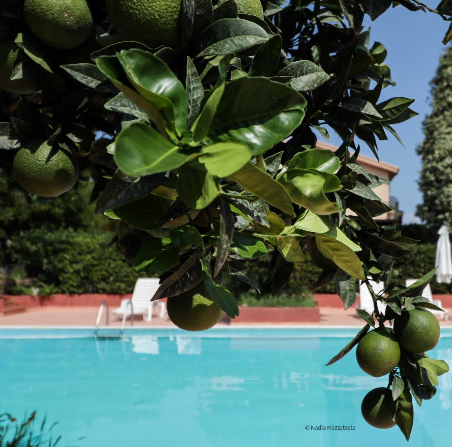 Il Sole e la Margherita foto 3