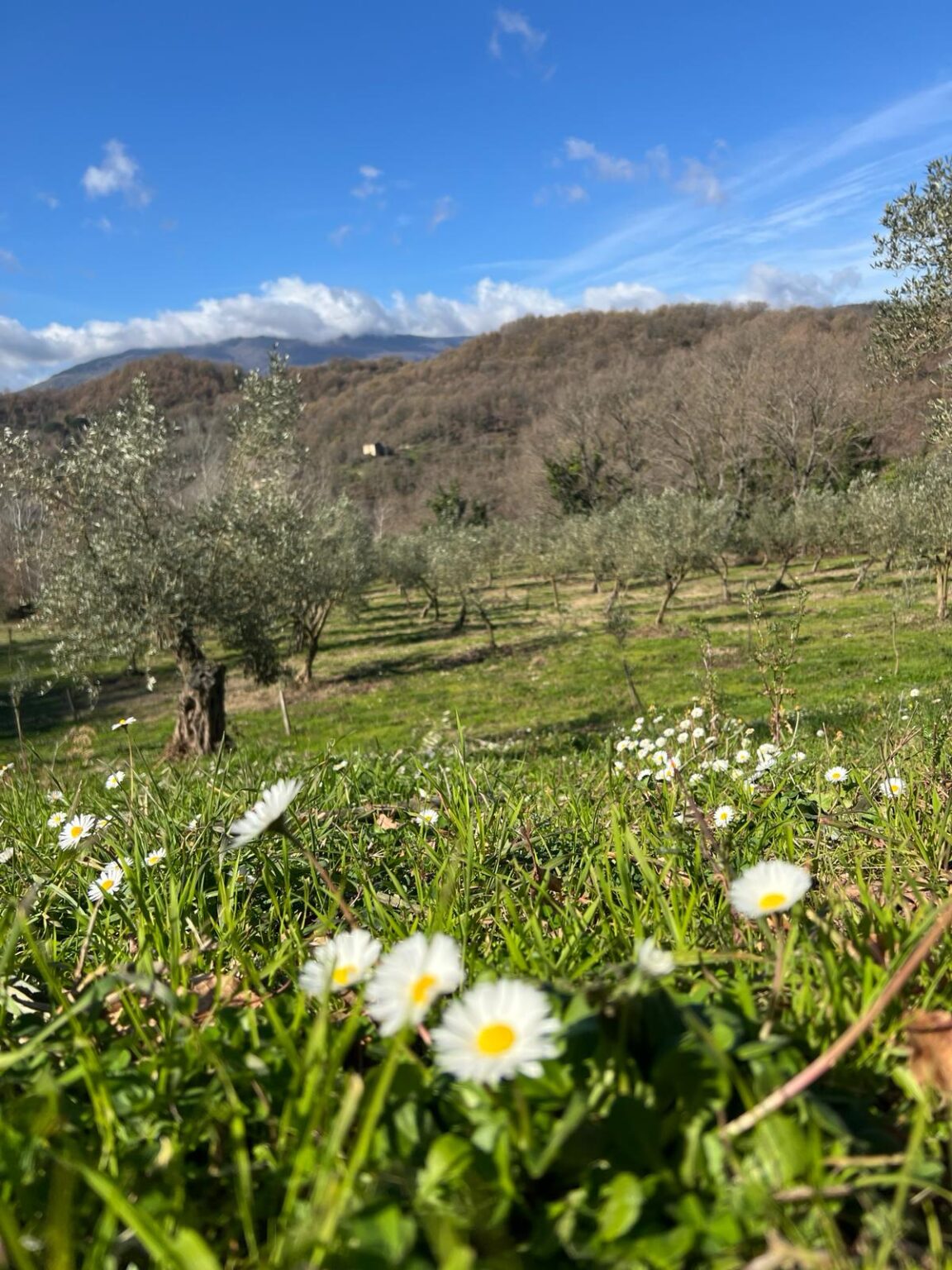 La terra del sorriso foto 4