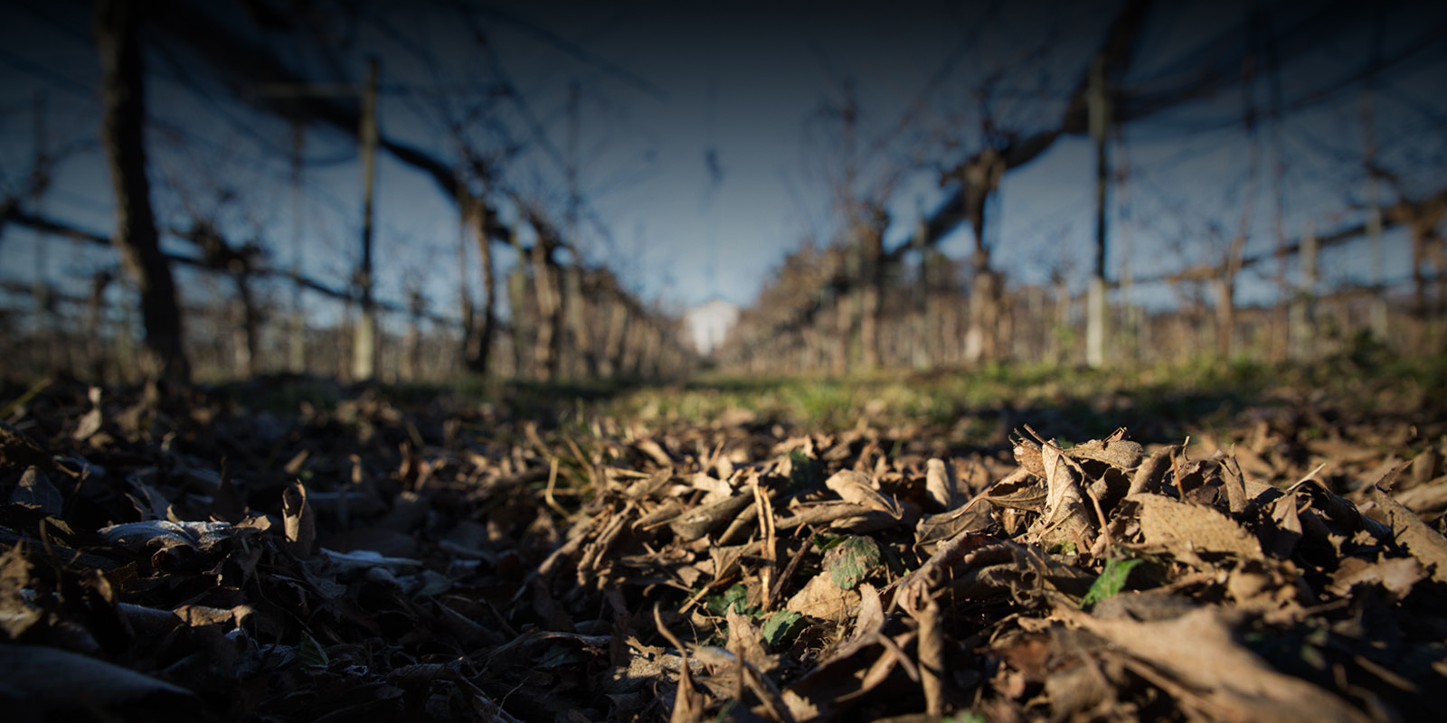 Al Bagolaro foto 4