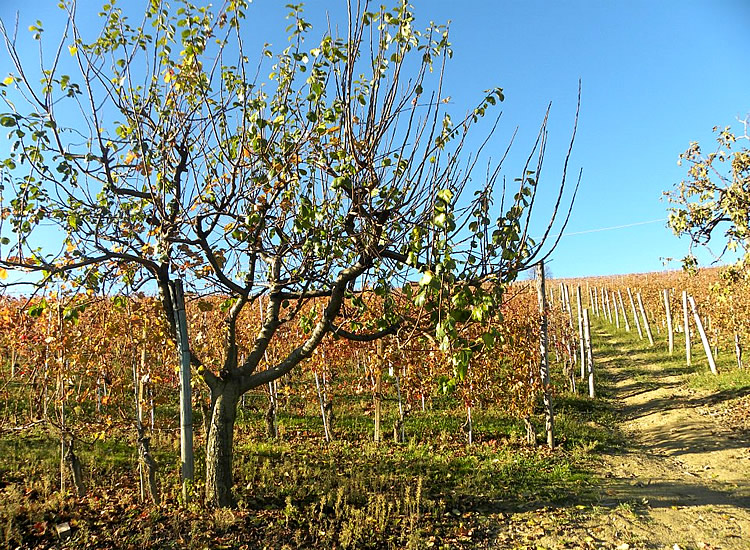 Agriturismo Cascina Rabalot foto 1