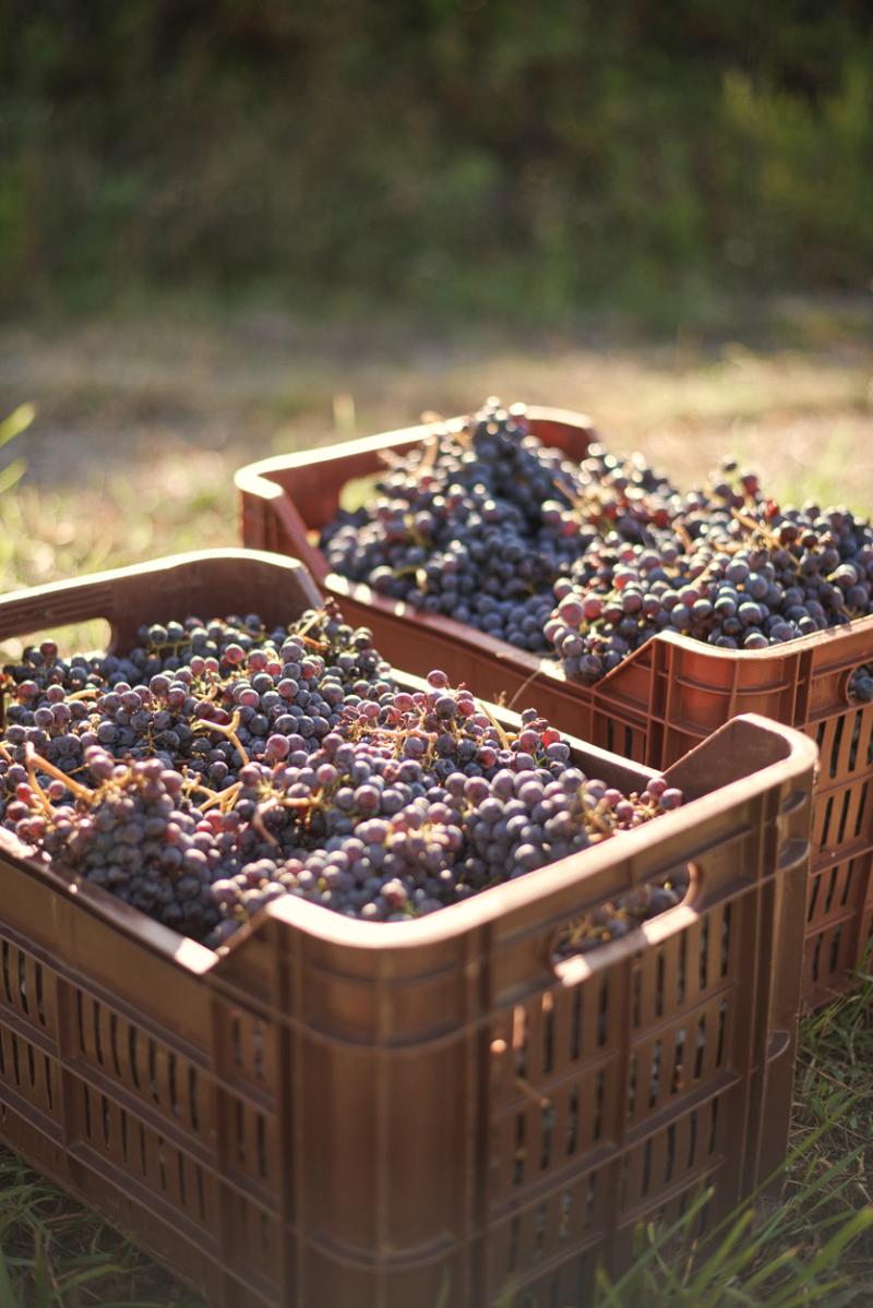 Agriturismo Fattoria Maionchi foto 2
