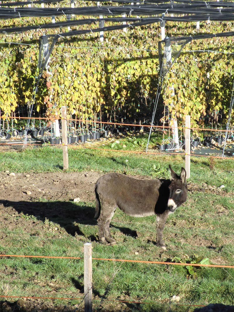 Agritur La Val foto 1