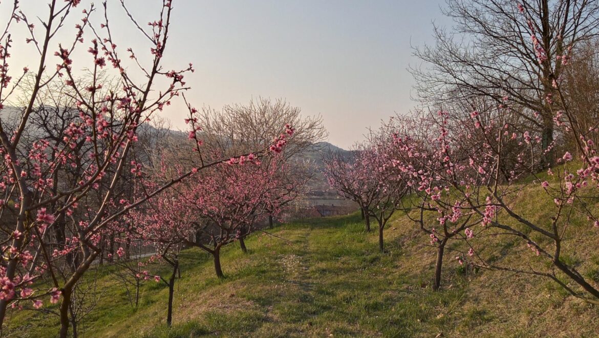 Agriturismo Il Ristoro dei Folletti - Ristorazione, Azienda Agricola e Bed&Breakfast foto 5