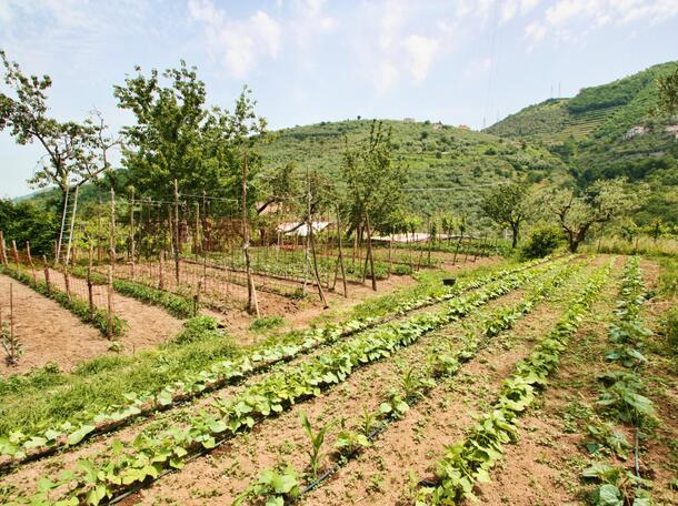 Agriturismo La Chiana foto 6