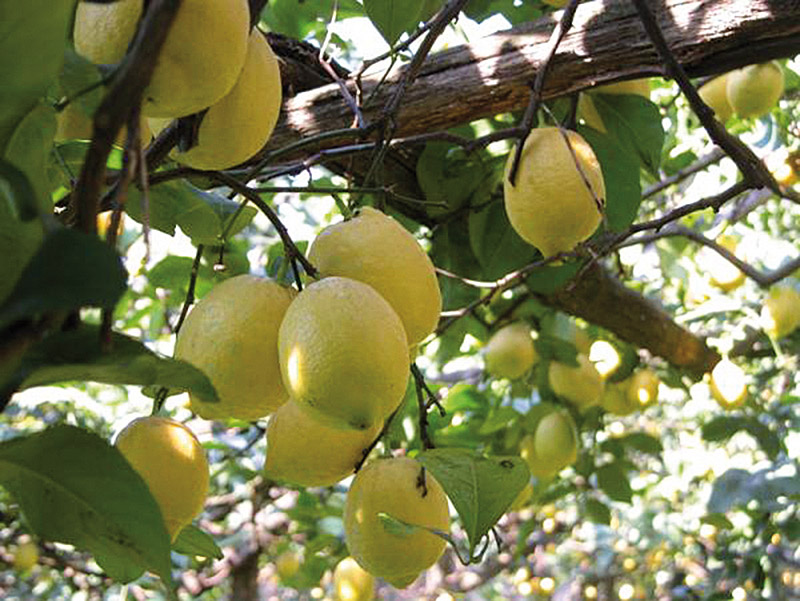 Sopra il Limoneto foto 3