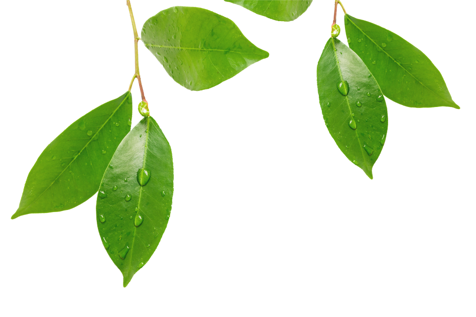 Sopra il Limoneto foto 4