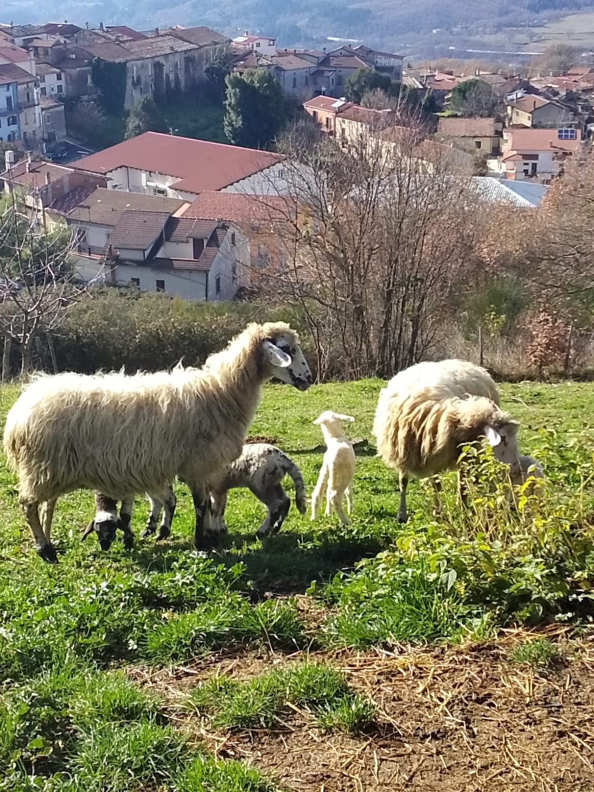 Agriturismo Mancaro foto 2