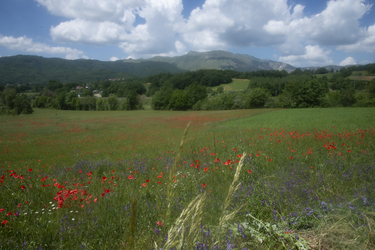 Villa Sanguigni foto 5