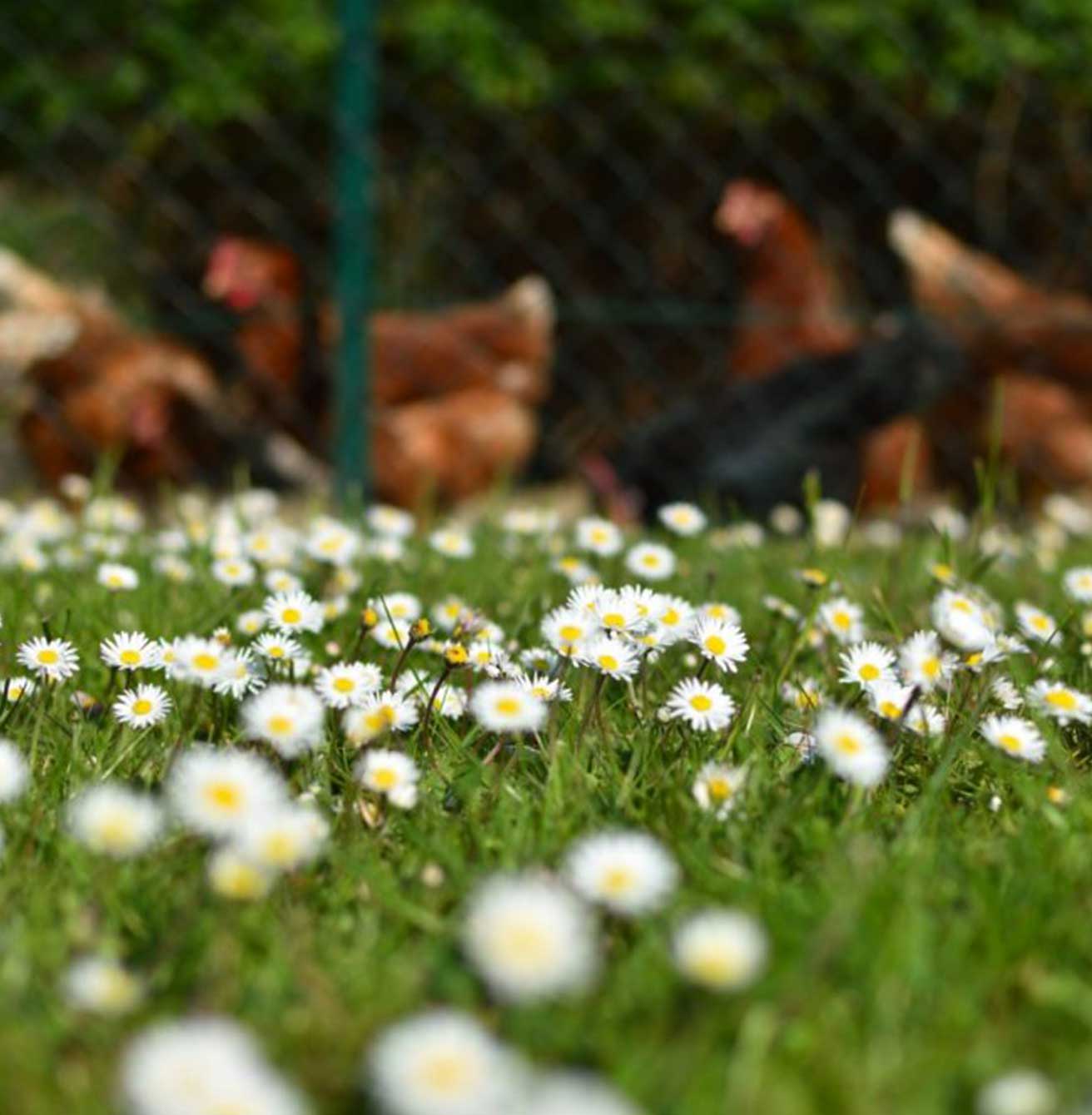 Agriturismo Cascina Ombria foto 4
